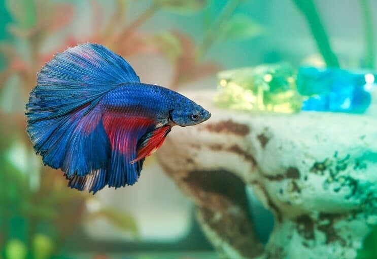 Betta-visziekte