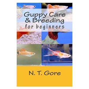 Beginnersgids voor de zorg voor guppy's