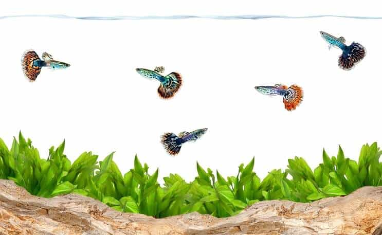 Guppy's in een aquarium