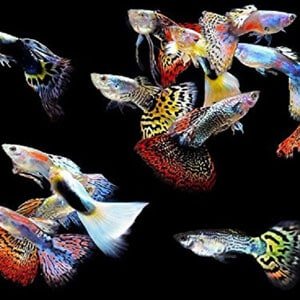 5 mannelijke guppy's voor tropische tanks