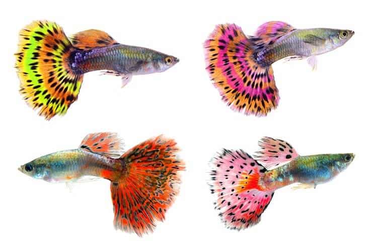Verschillende kleuren guppy's