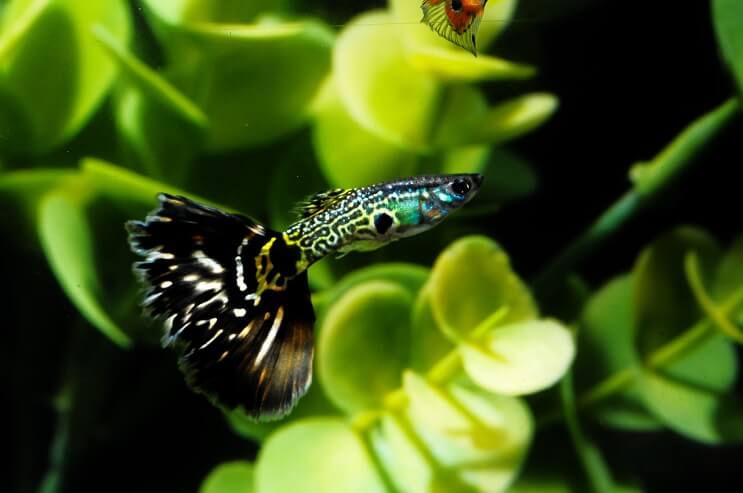 Gedessineerde Guppy-vis