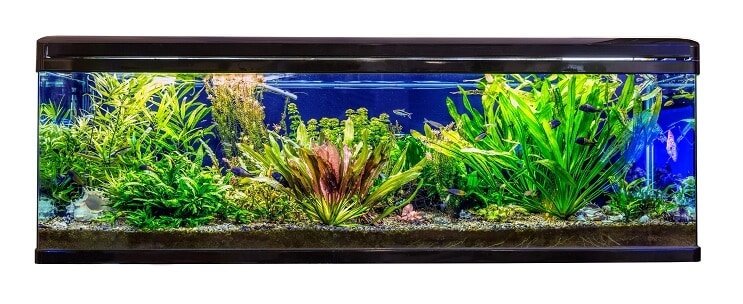 Ideale leefomgeving en tankcondities
