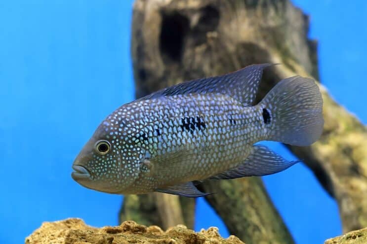 Texas Cichlid Overzicht
