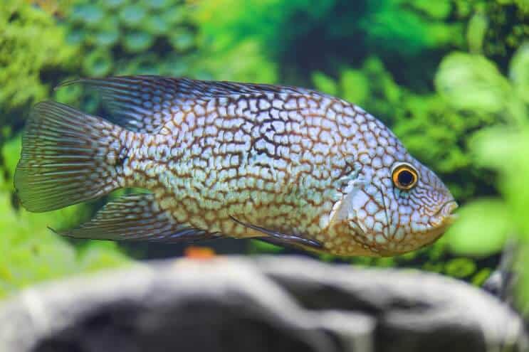 Texas Cichlid-dieet