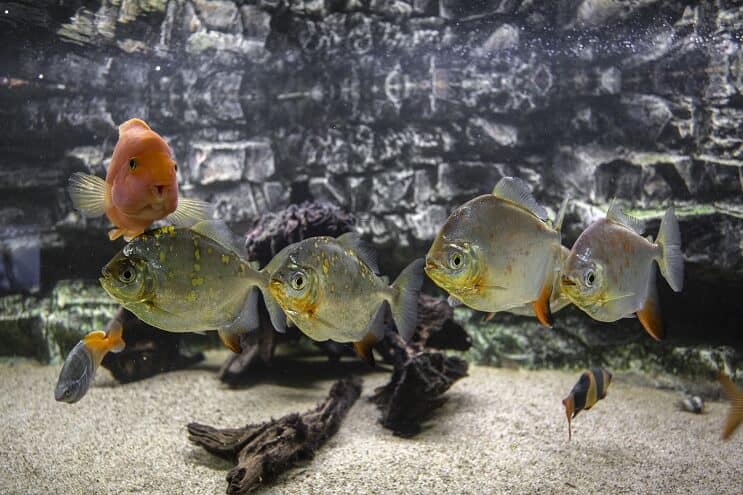 Silver Dollar Tankmates