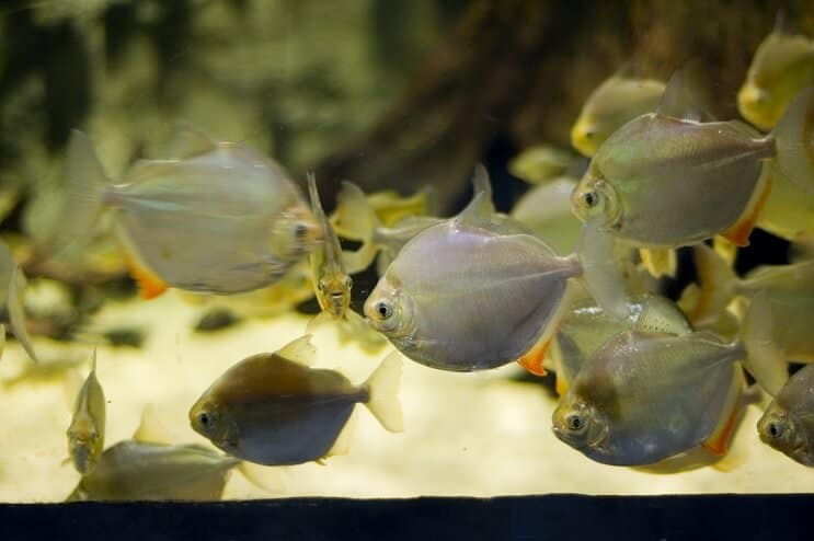 Silver Dollar Fish Zwemmen