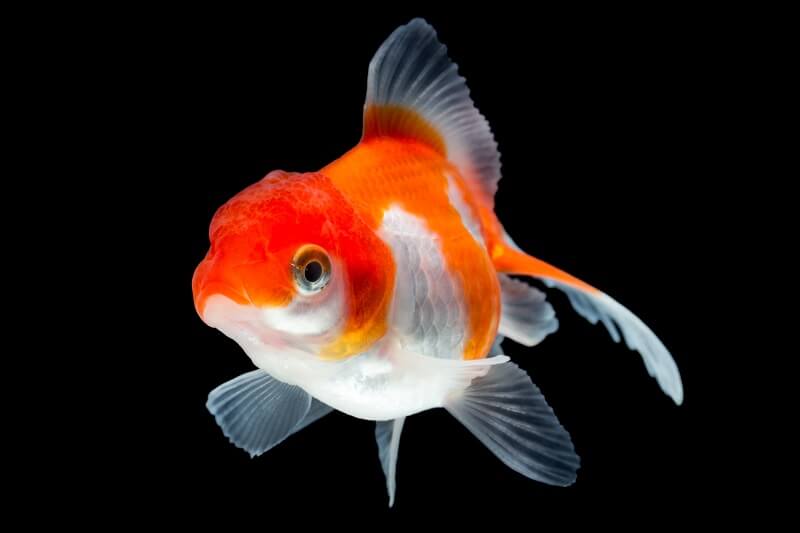 Pauwstaart goudvis