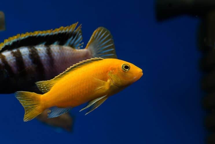 Gele Afrikaanse Cichlid