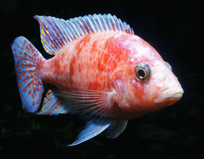 Pauw Cichlid
