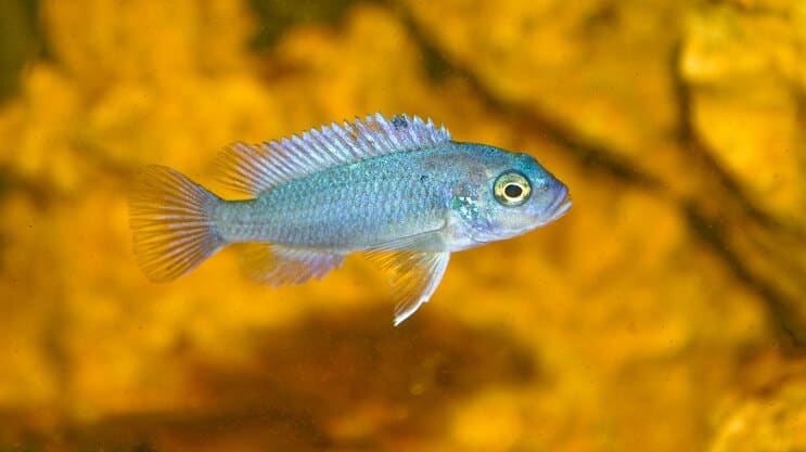 Kobaltblauwe Zebra Cichlid