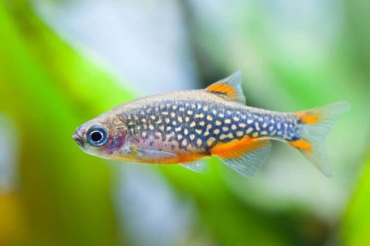 Hemelse parel Danio