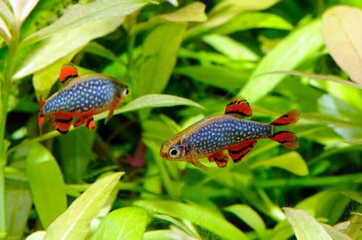 Celestial Pearl Danio in Aquarium