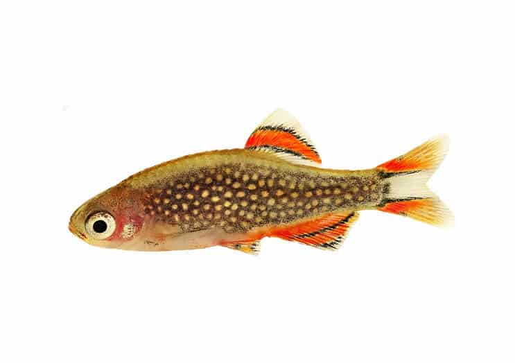 Hemelse Pearl Danios