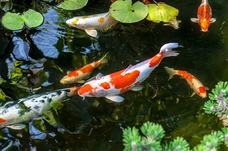 Koi karper
