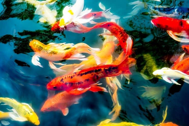 Koi-vissoorten