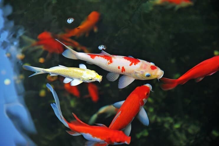 Koi Fish zorg
