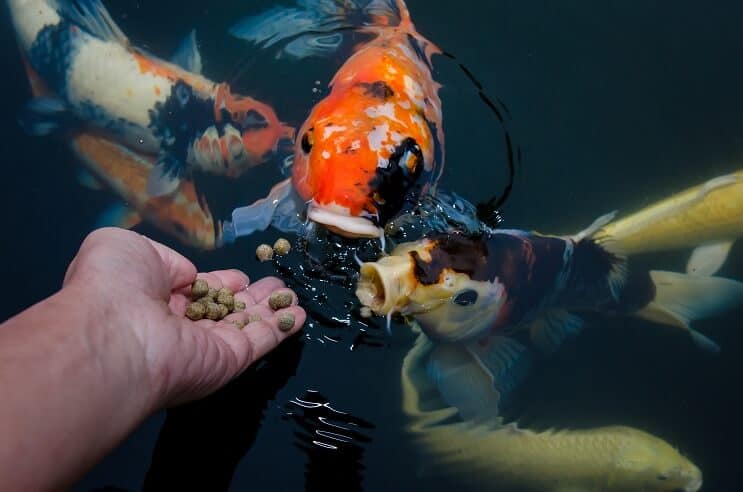 Koi Fish Dieet