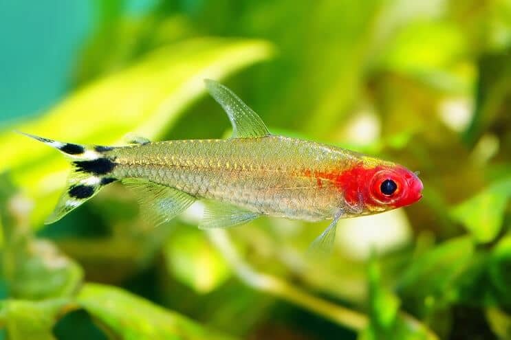 Rummy Nose Tetra Zwemmen