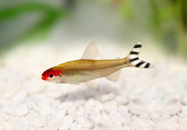 Rummy Nose Tetra Uiterlijk