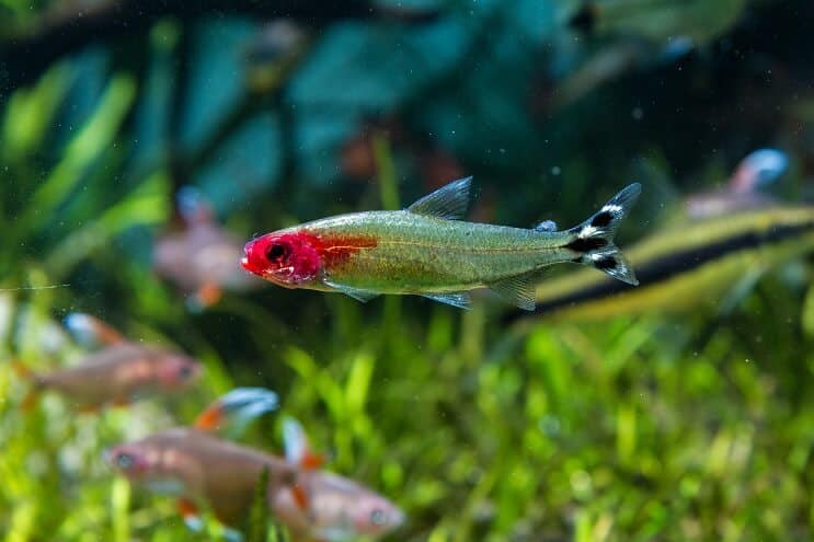 Rummy Nose Tetra Tank Voorwaarden