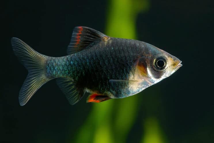 Groene Tiger Barb