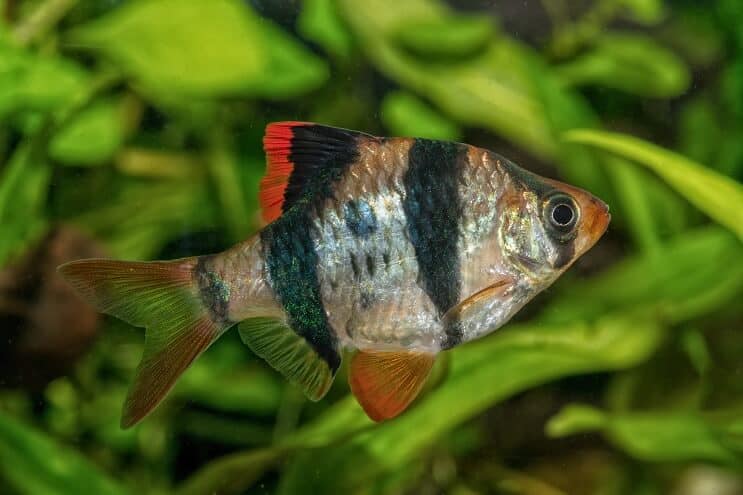 Tiger Barb-uiterlijk