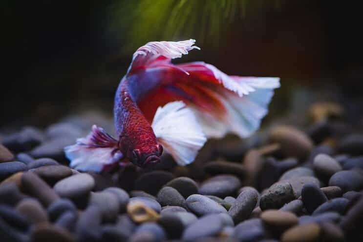 Betta Fish zwemmen