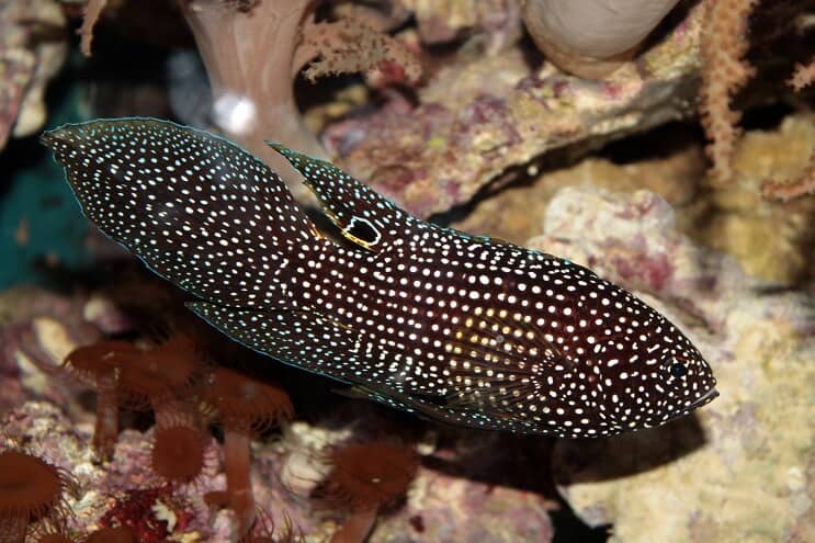 Mariene Betta