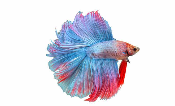 Betta met dubbele staart