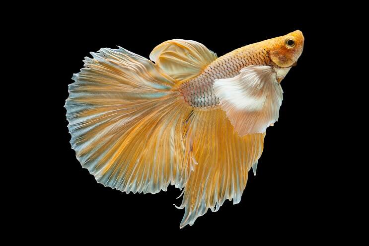 Olifantenoorbetta