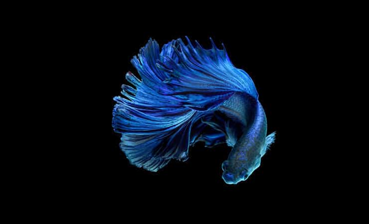 Blauwe Betta-vis