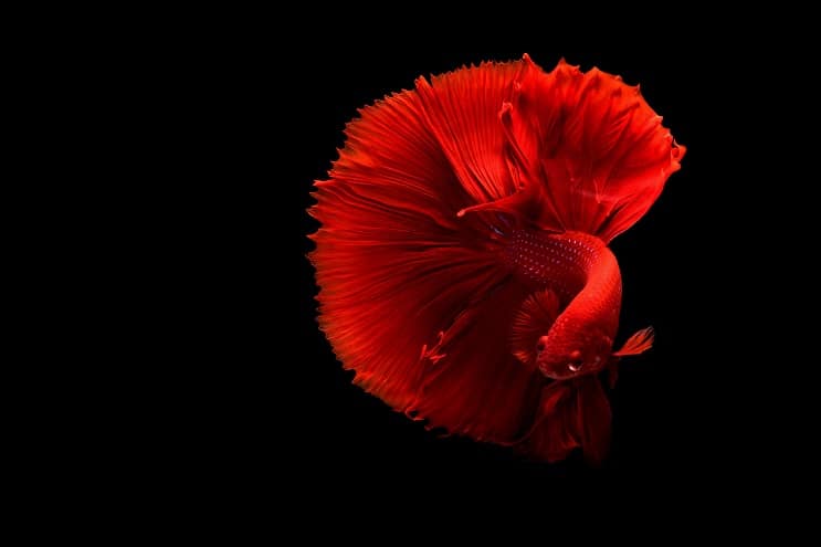 Rode Betta-vis