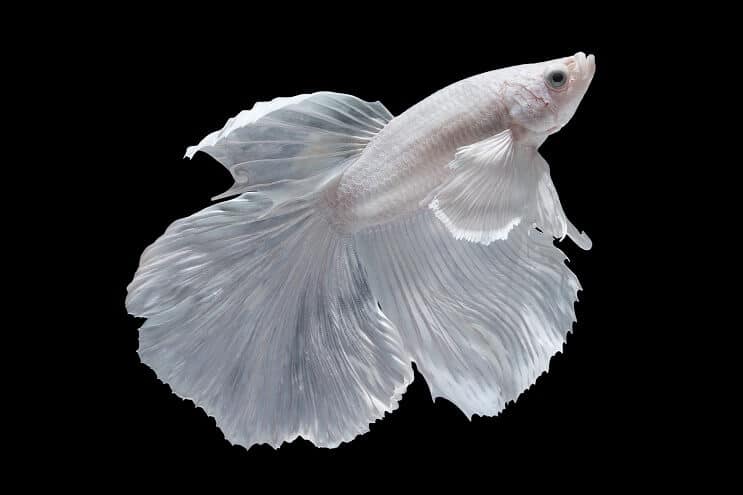 Witte Betta