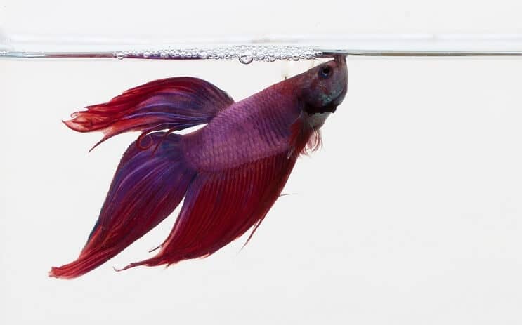 Paarse Betta