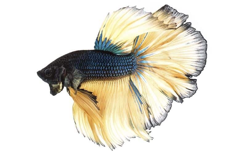 Mosterd Gas Betta