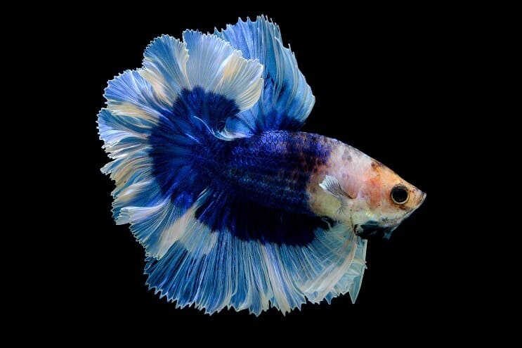 Vlinder Betta