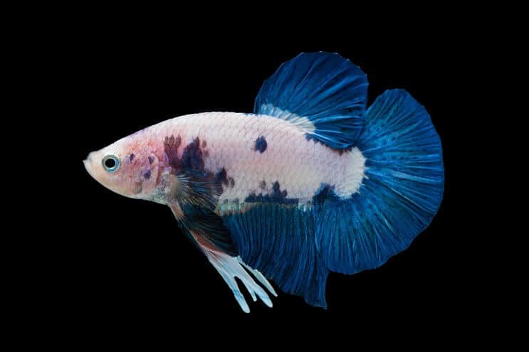 Marmeren betta