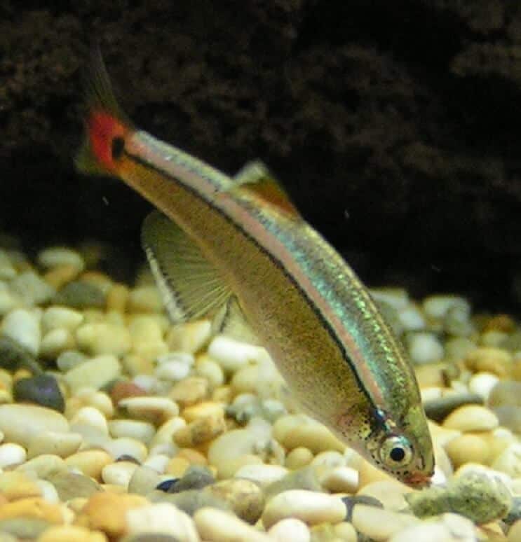 White Cloud Mountain Minnow-dieet