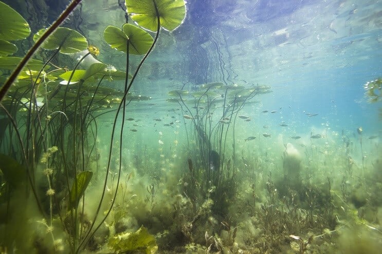 Yoyo Loach natuurlijke habitat