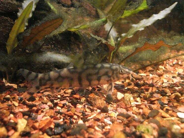 Yoyo Loach eten