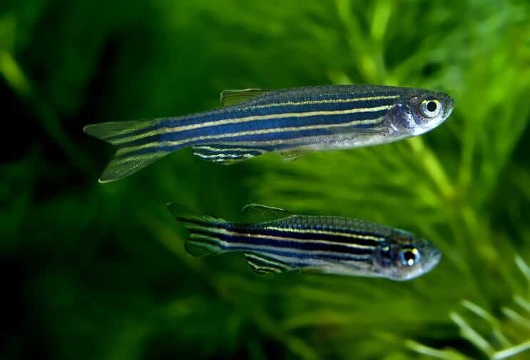 Zebra Danios zwemmen