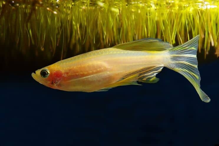 Gouden morph Zebra Danio