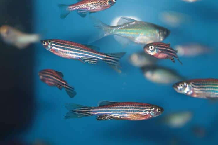 Zebra Danio Tankmates