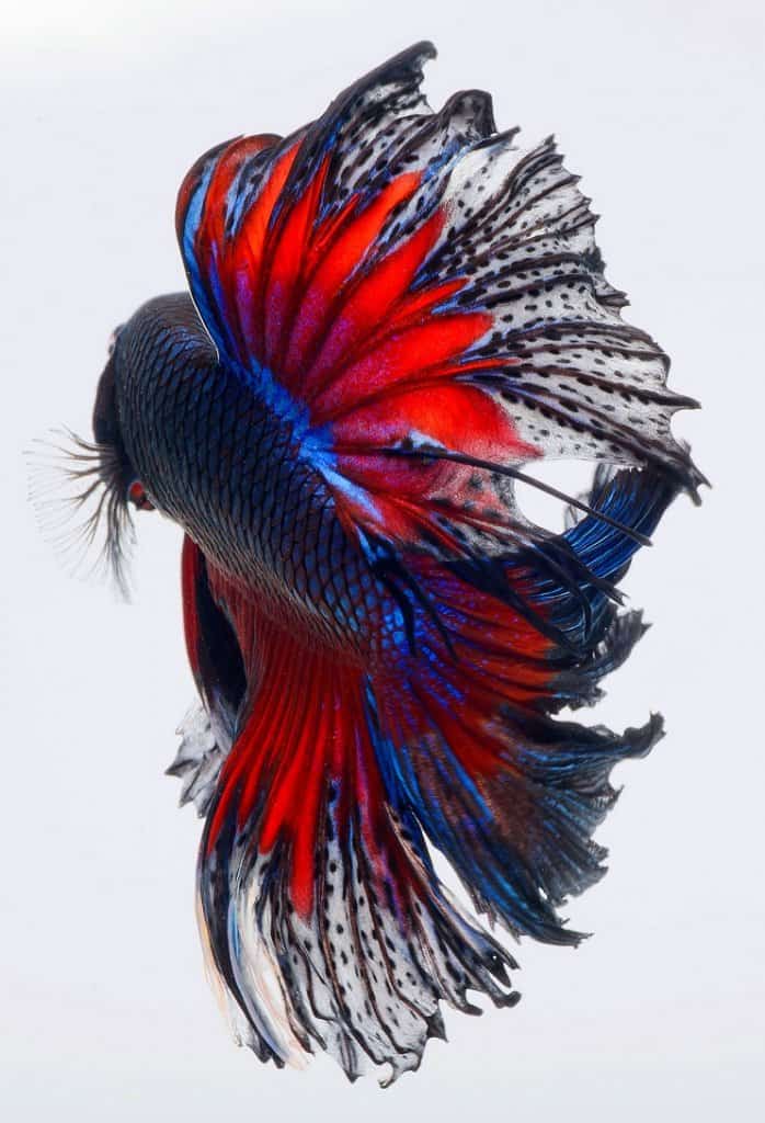 Betta vis