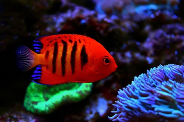 Vlam Angelfish