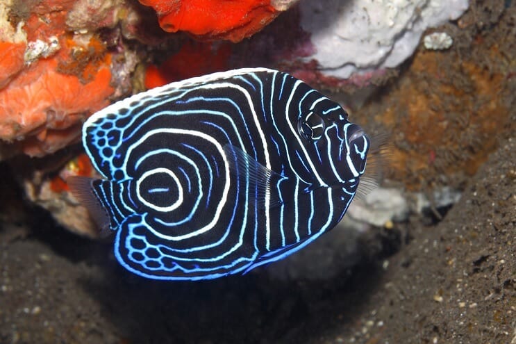 Juvenile keizer Angelfish