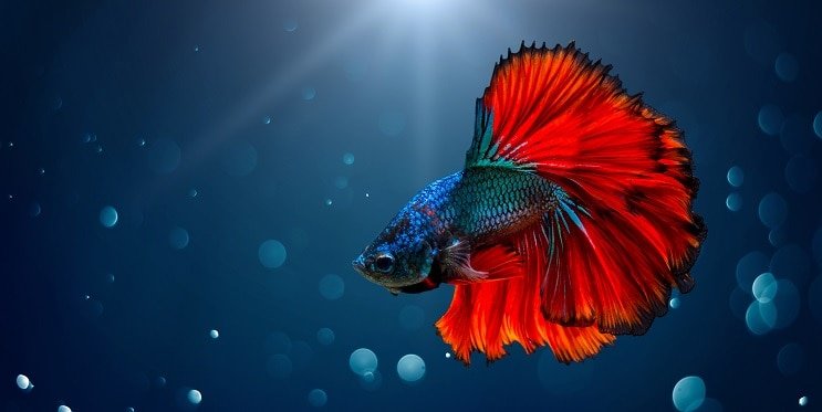 Betta vis