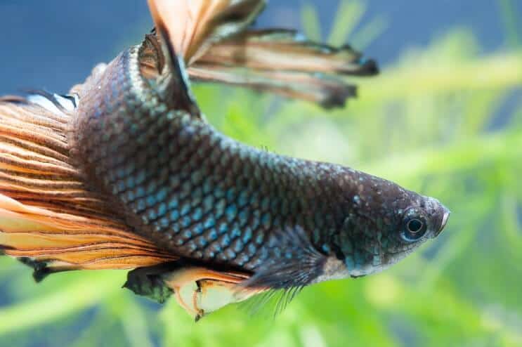 Vrouwelijke Betta Fish