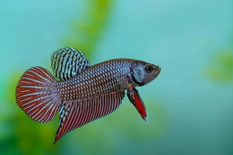 Betta vis